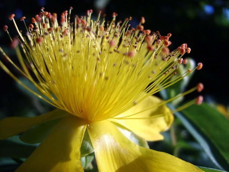 Fonds d'cran Nature Fleurs une fleur couleur du soleil