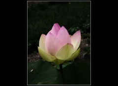 Fonds d'cran Nature Lotus