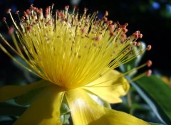 Fonds d'cran Nature une fleur couleur du soleil