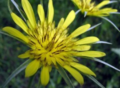 Fonds d'cran Nature salsifis douteux