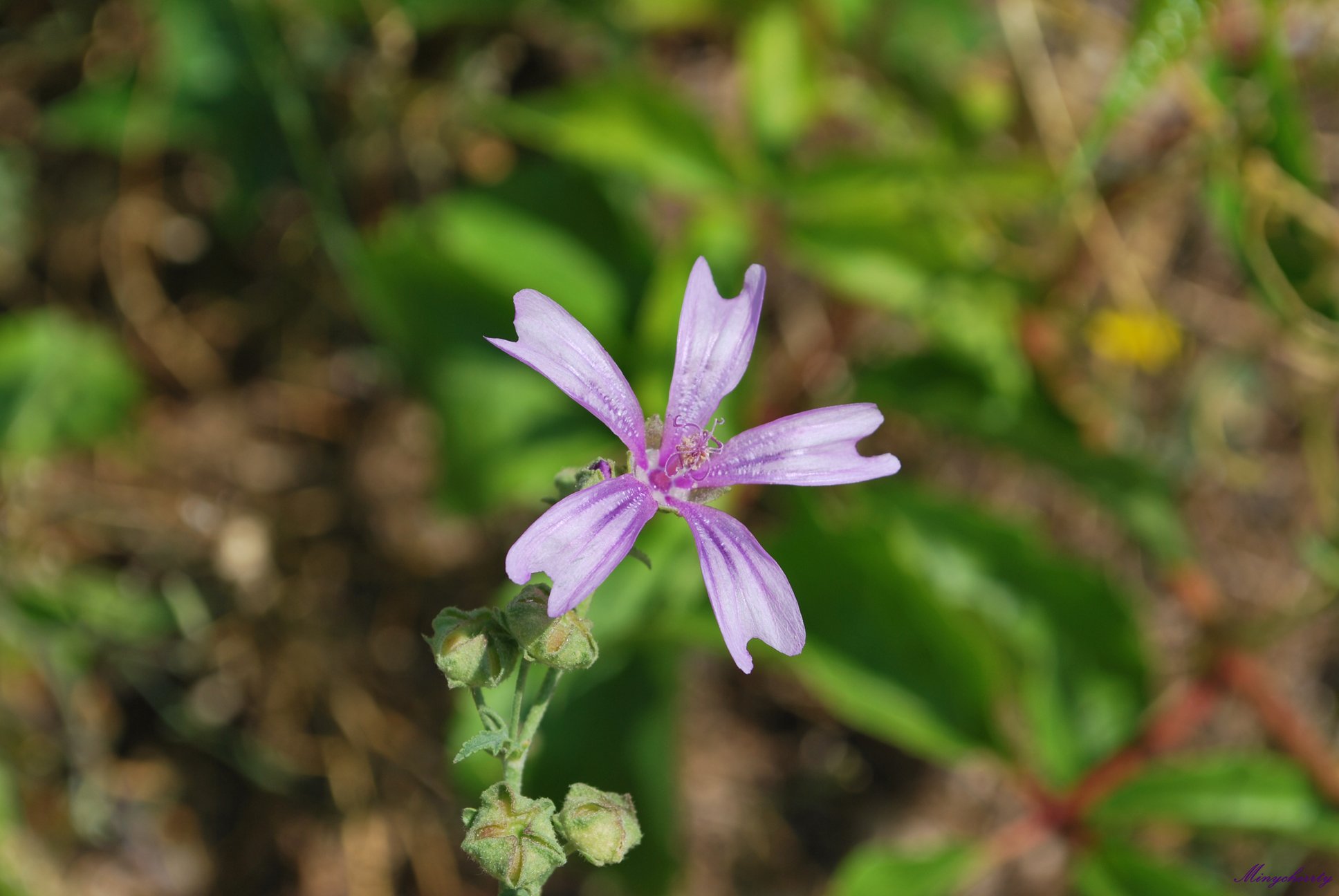 Fonds d'cran Nature Fleurs 