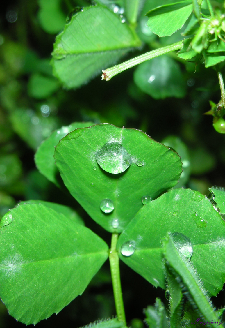 Fonds d'cran Nature Eau - Reflets Treffle & goutte d'eau...