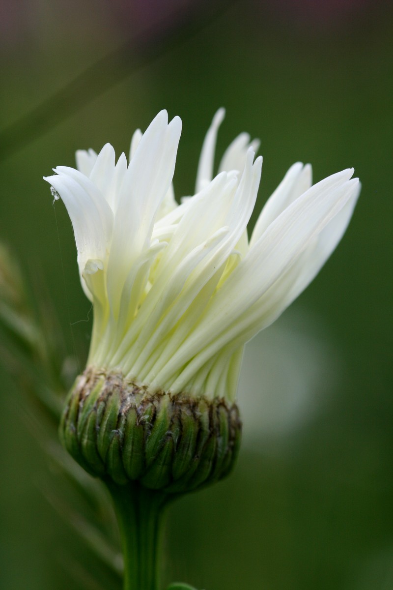 Fonds d'cran Nature Fleurs 