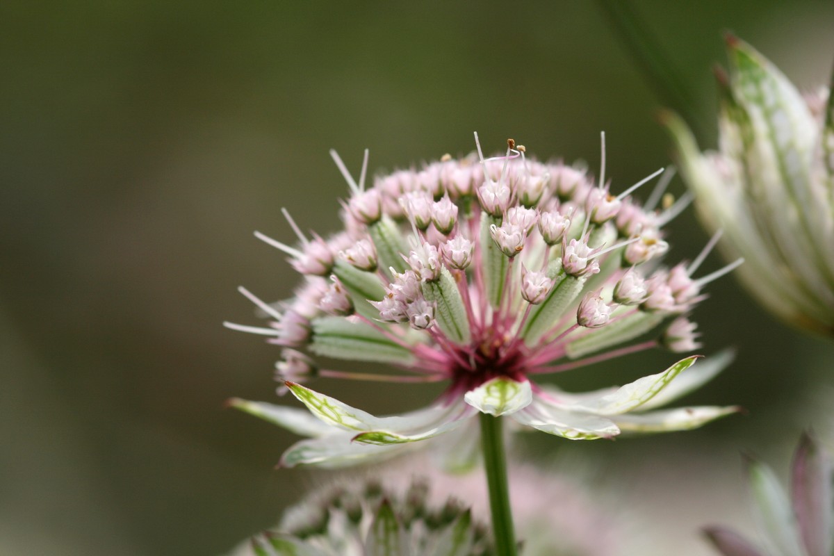 Fonds d'cran Nature Fleurs 