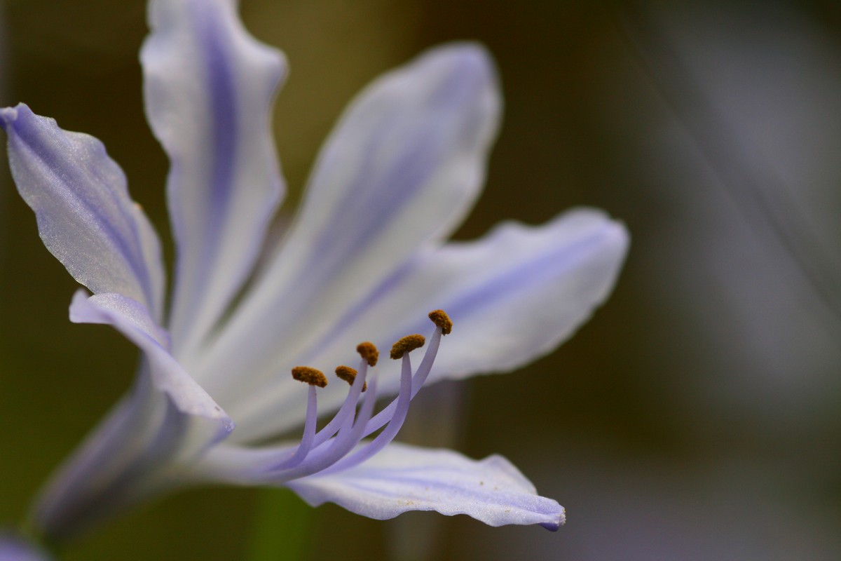 Fonds d'cran Nature Fleurs 