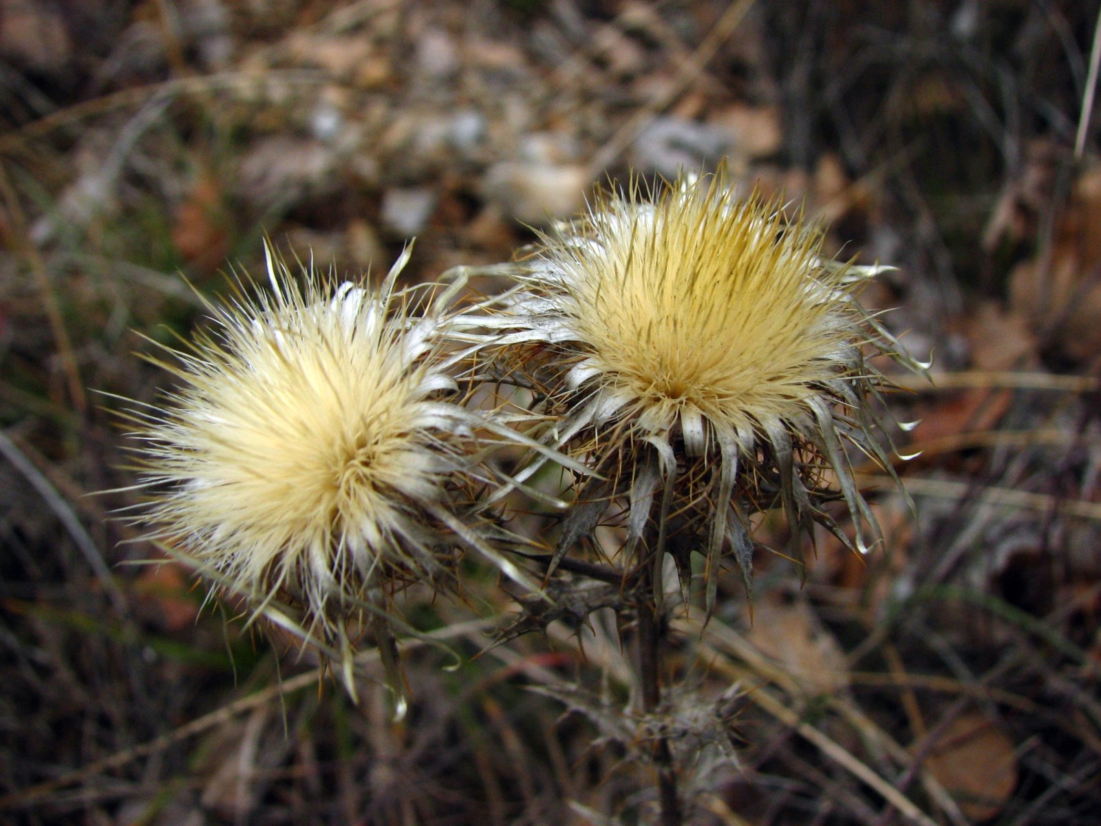 Fonds d'cran Nature Fleurs Petite carline 