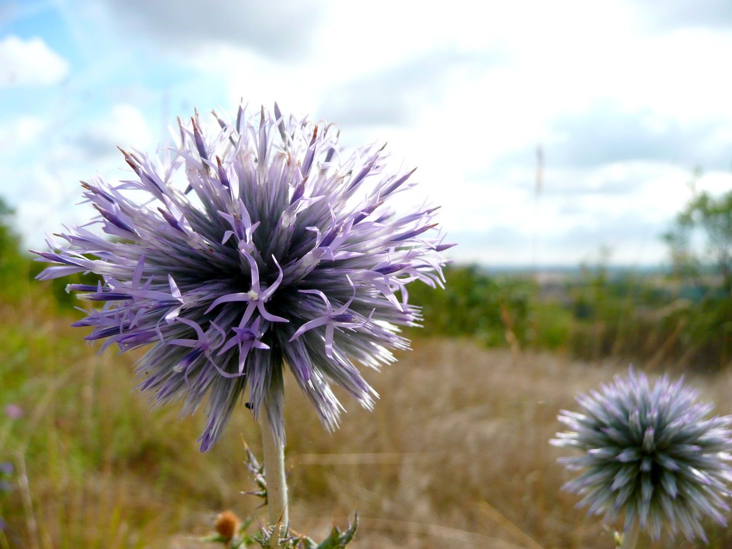 Fonds d'cran Nature Fleurs Fleur d'artifice