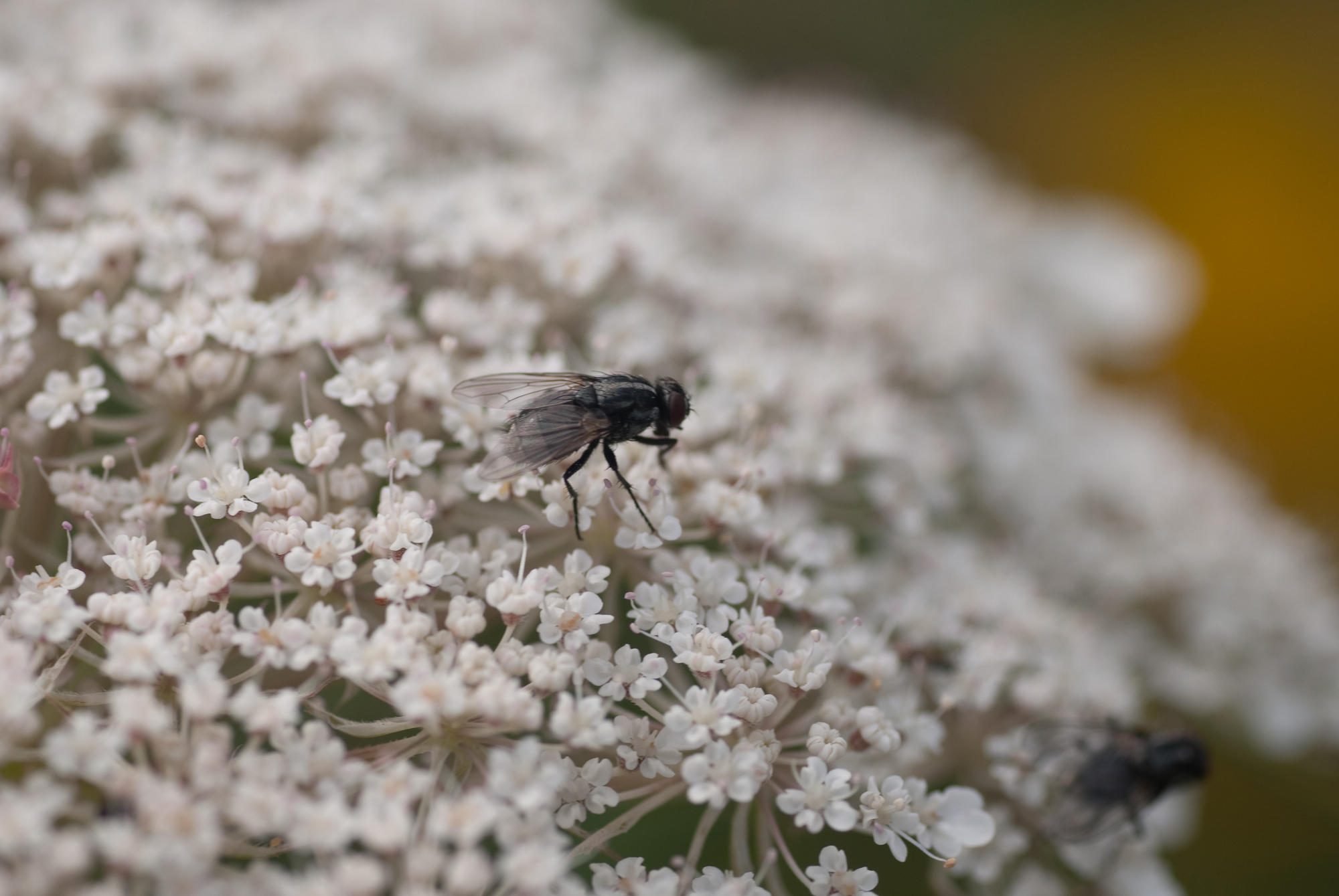 Wallpapers Animals Insects - Flies petite mouche perdue sur un groupe de fleurs blanche