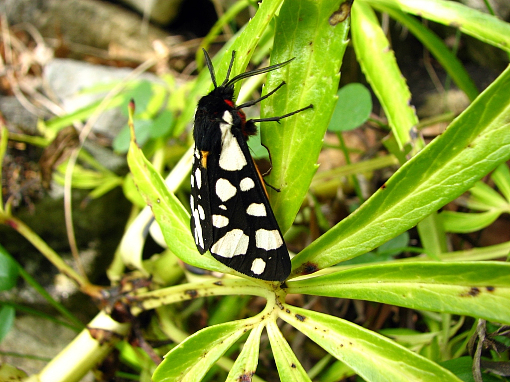 Wallpapers Animals Insects - Butterflies l'arctia villica