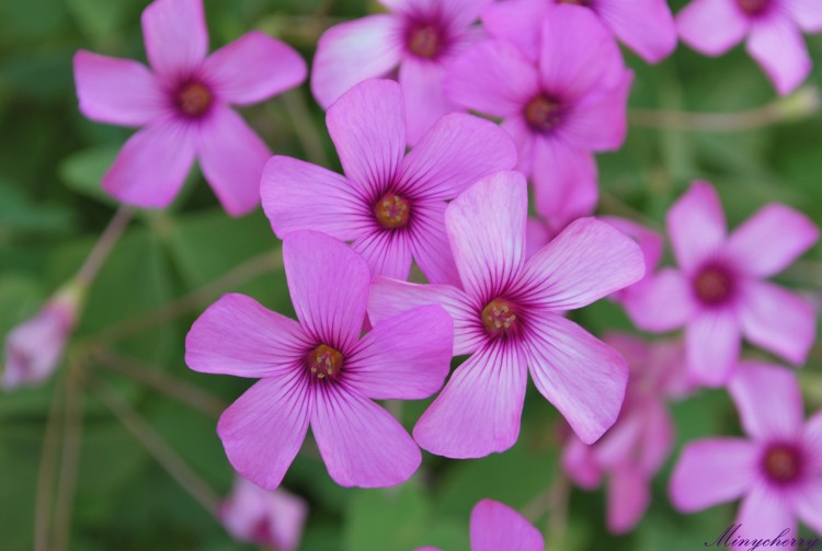 Fonds d'cran Nature Fleurs Les triples