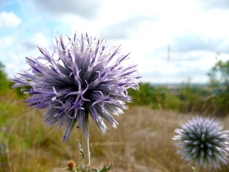 Fonds d'cran Nature Fleurs Fleur d'artifice