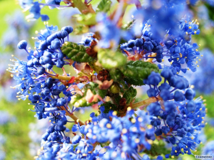 Fonds d'cran Nature Fleurs Intensit Azure