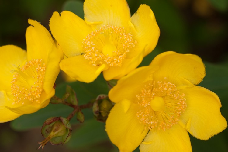 Fonds d'cran Nature Fleurs Trio de fleurs jaunes