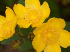 Wallpapers Nature Trio de fleurs jaunes