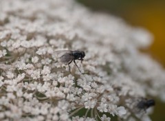 Wallpapers Animals petite mouche perdue sur un groupe de fleurs blanche