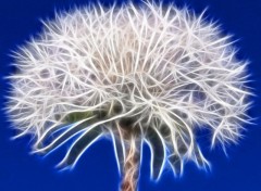 Fonds d'cran Art - Numrique Dandelion