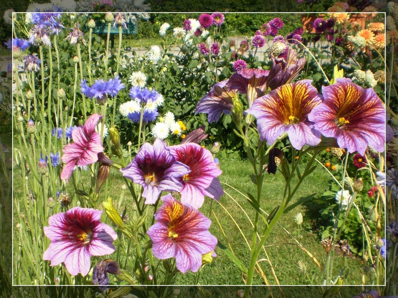 Wallpapers Nature Flowers Jardin de beau-papa