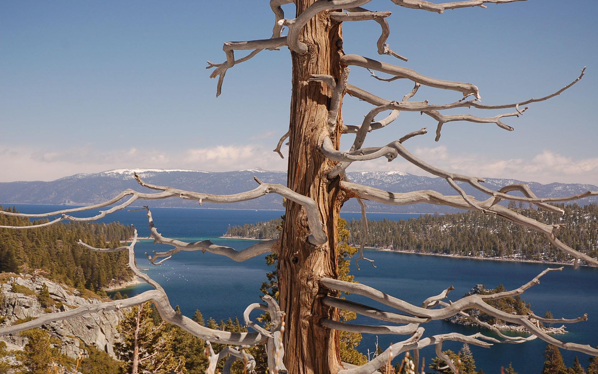 Fonds d'cran Nature Arbres - Forts 