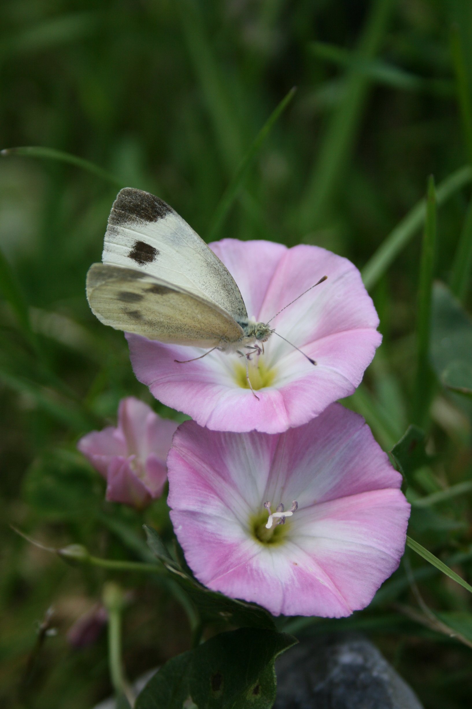 Fonds d'cran Animaux Insectes - Papillons Papillon sur Liseron