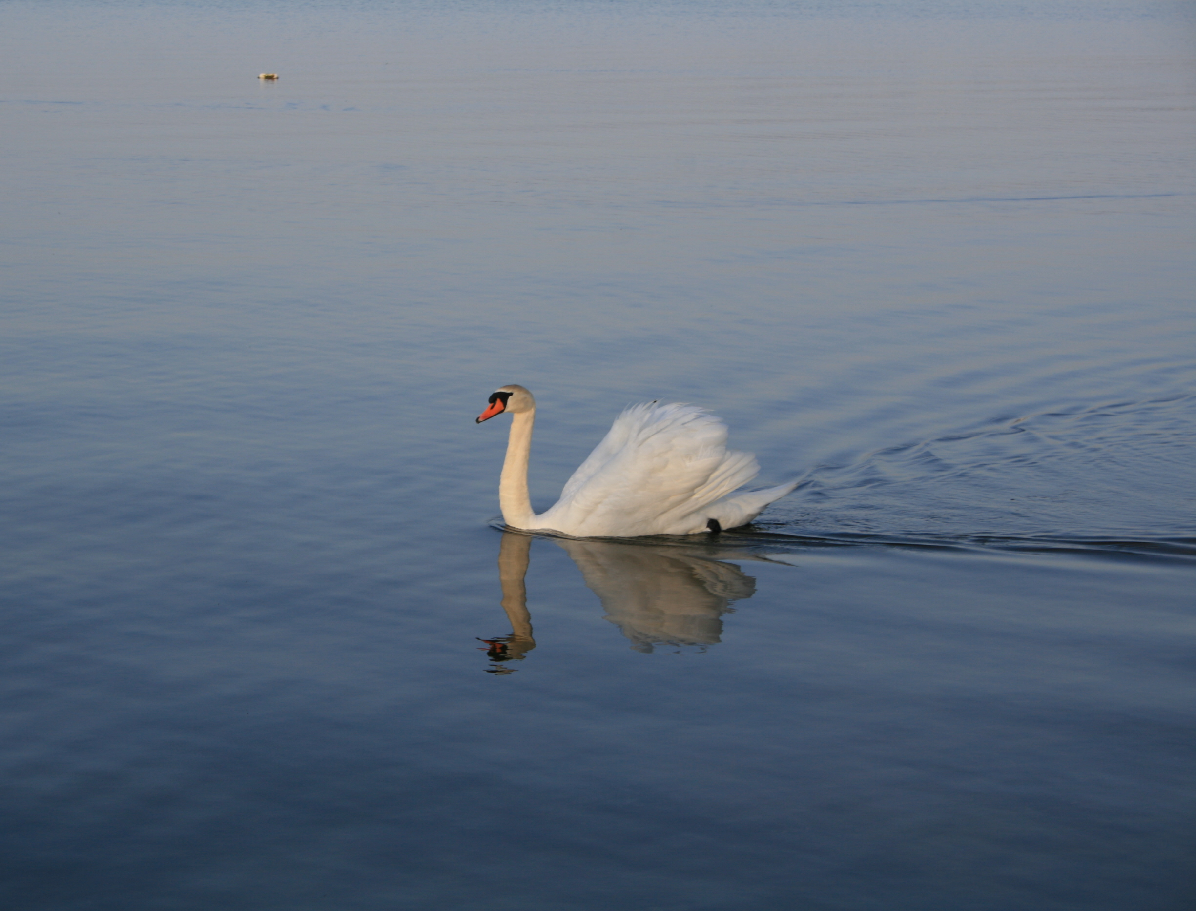 Wallpapers Animals Birds - Swans Cygne 