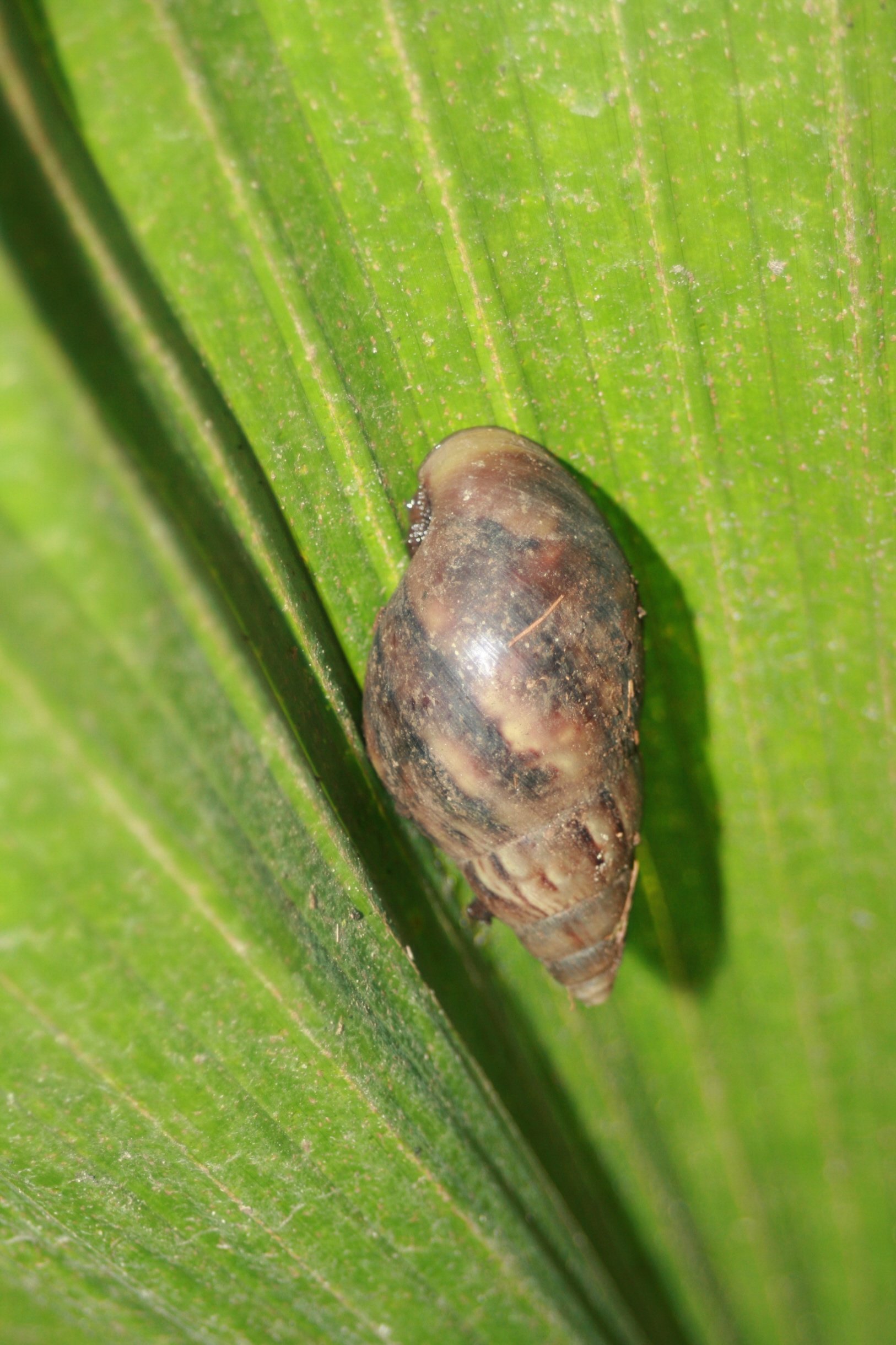 Fonds d'cran Animaux Escargots - Limaces Cocon