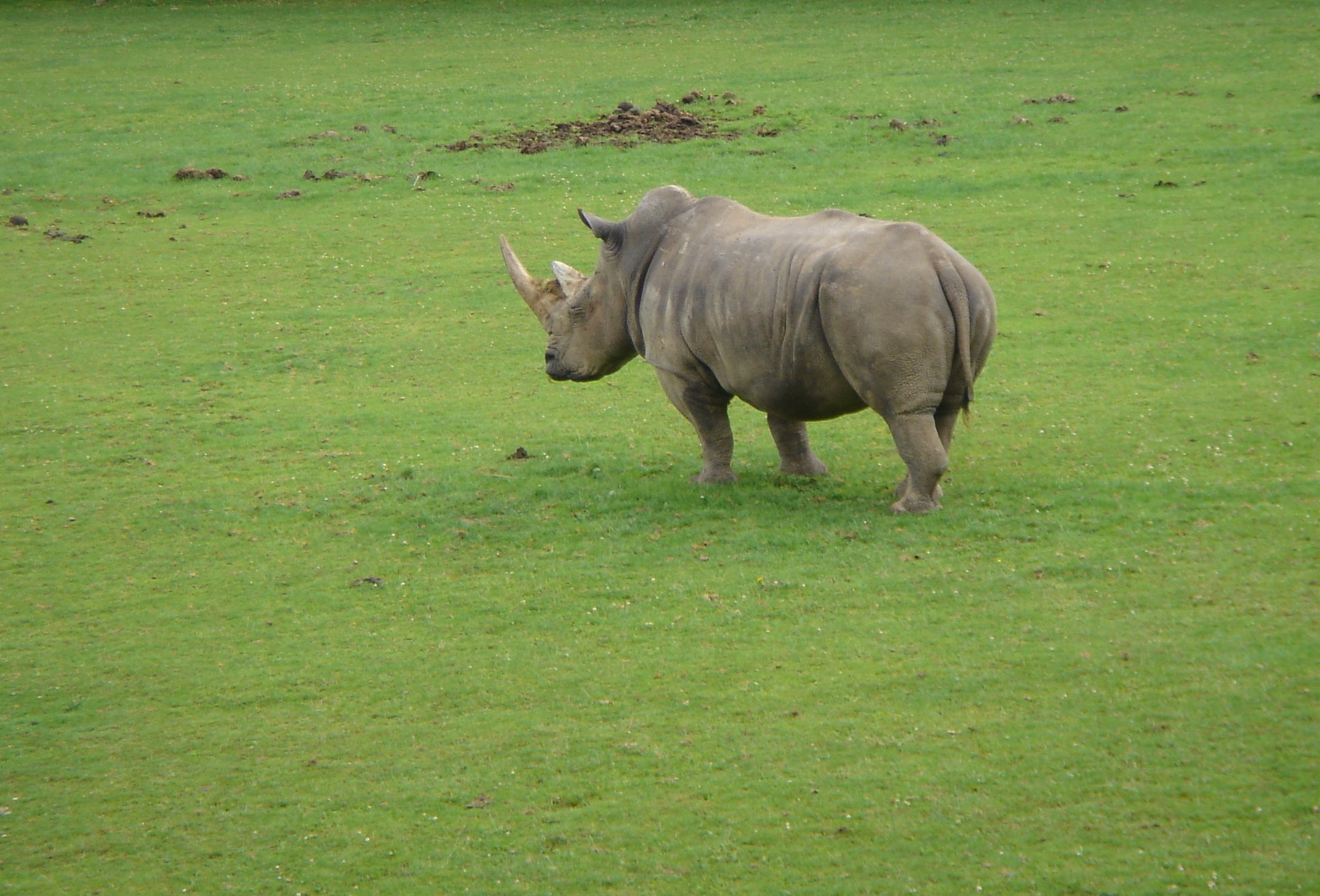 Wallpapers Animals Rhinoceros 