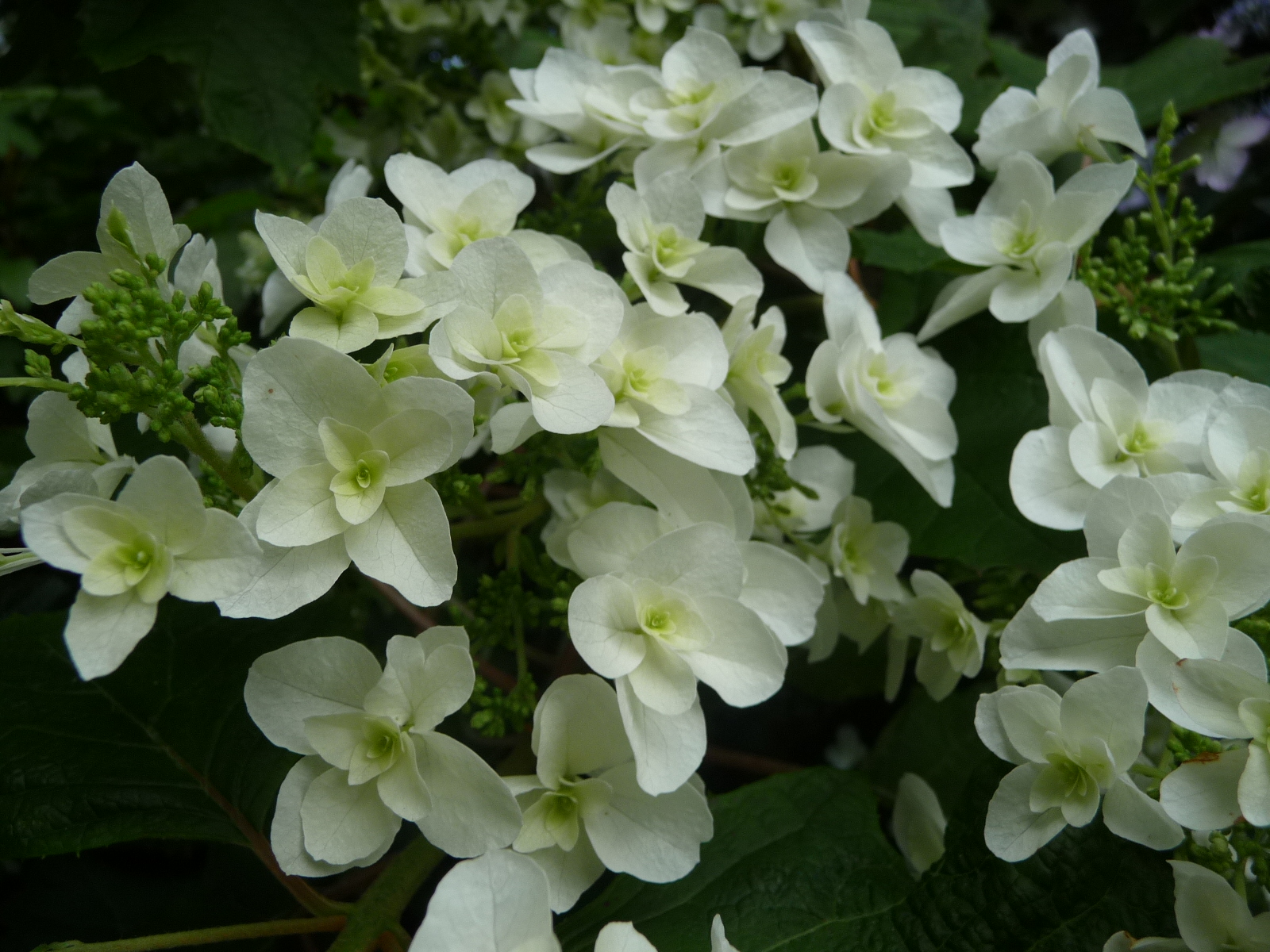 Fonds d'cran Nature Fleurs 