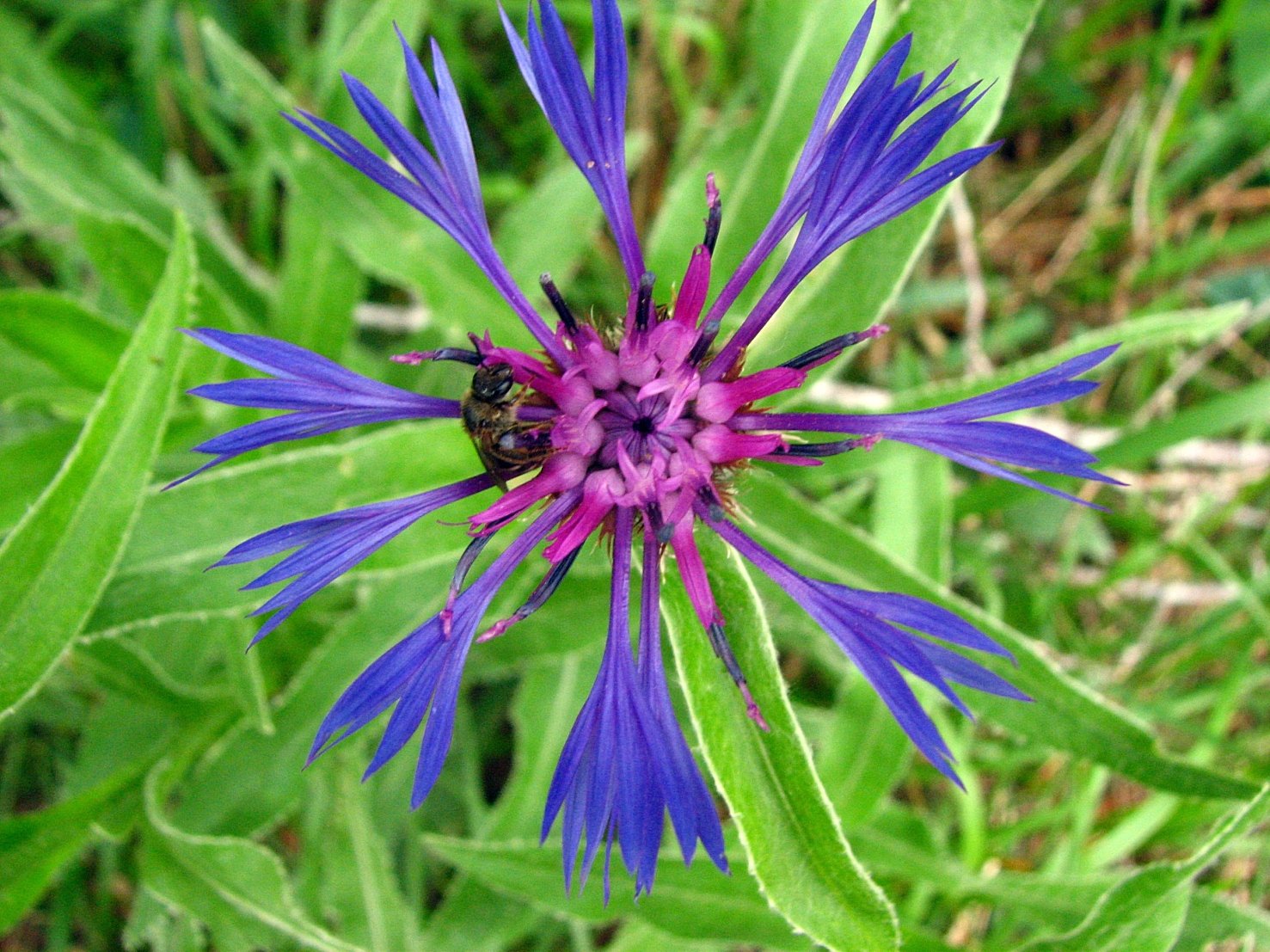 Fonds d'cran Nature Fleurs Bleuet vivace