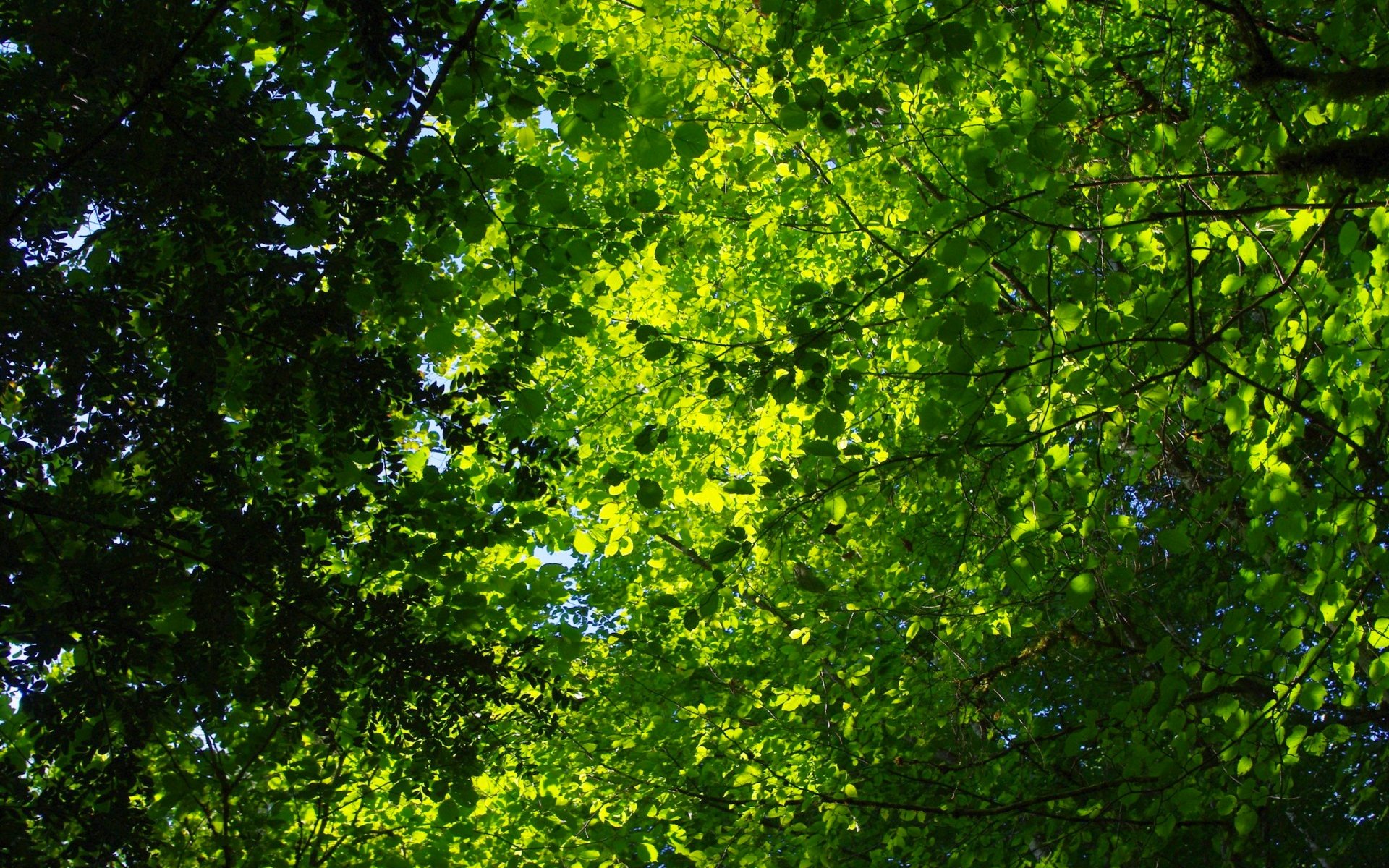 Fonds d'cran Nature Feuilles - Feuillages 