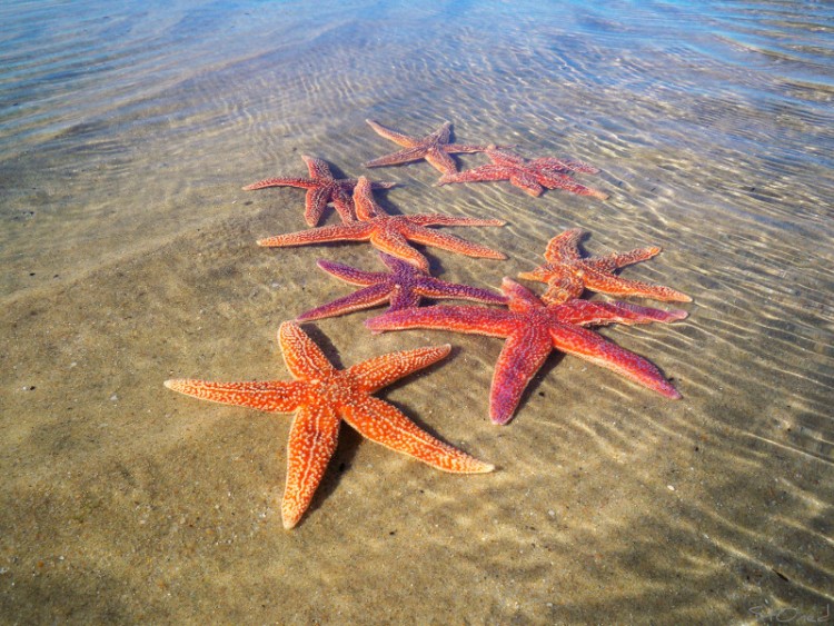 Fonds d'cran Animaux Vie marine - Etoiles de mer toile de mer