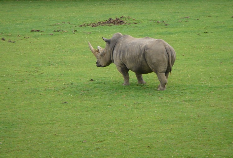 Wallpapers Animals Rhinoceros Wallpaper N241679