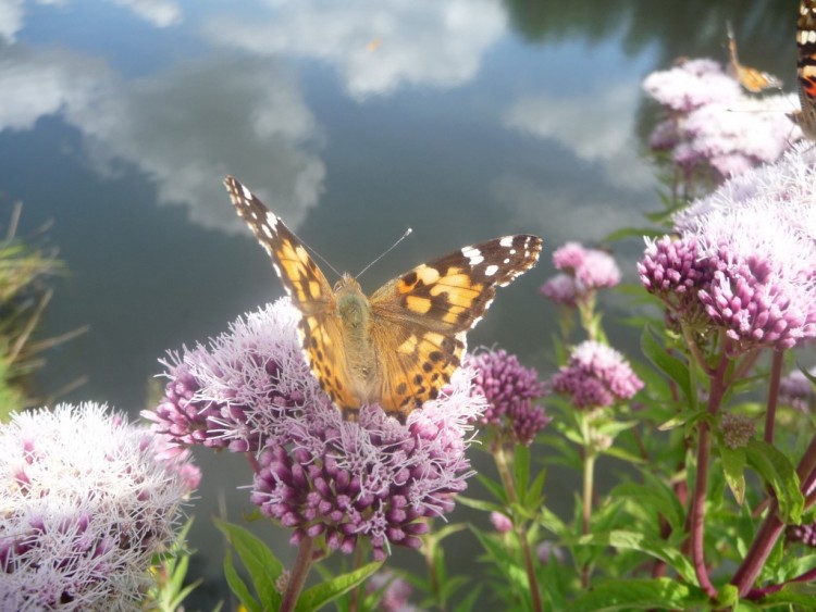 Fonds d'cran Animaux Insectes - Papillons sous le regard du papillon