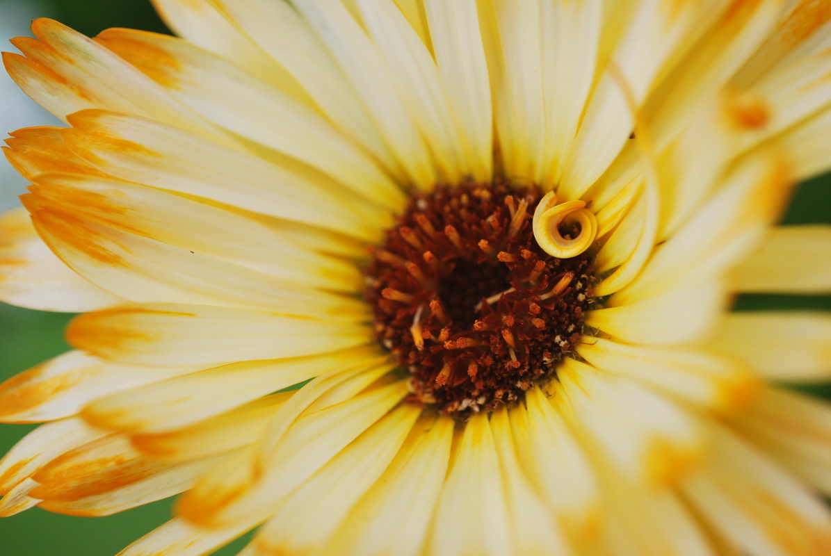 Fonds d'cran Nature Fleurs 