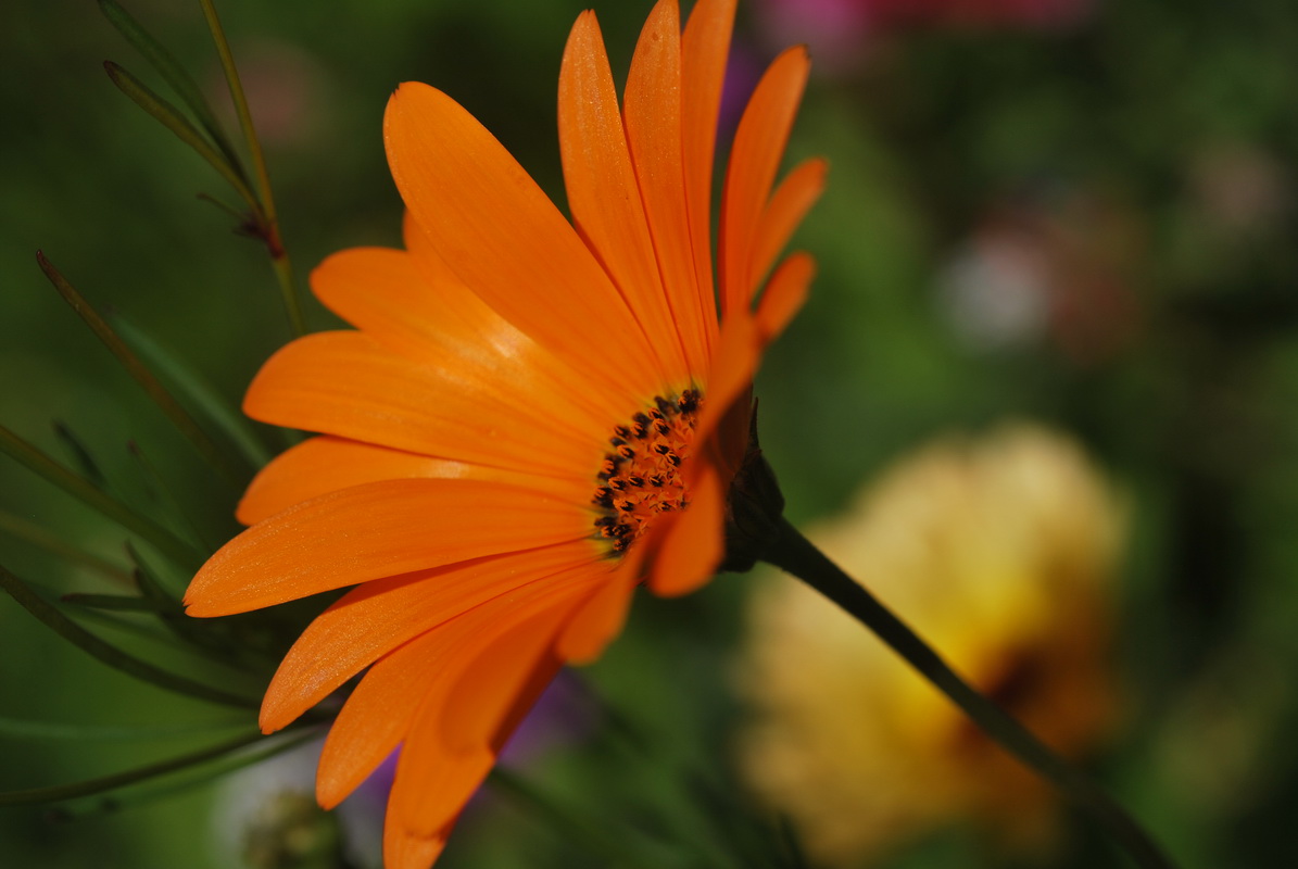 Fonds d'cran Nature Fleurs Une fleur orange