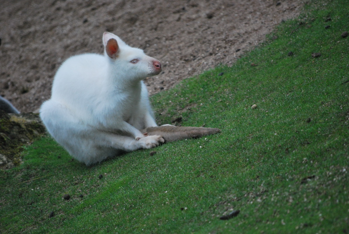 Wallpapers Animals Kangourous Petit animal blanc