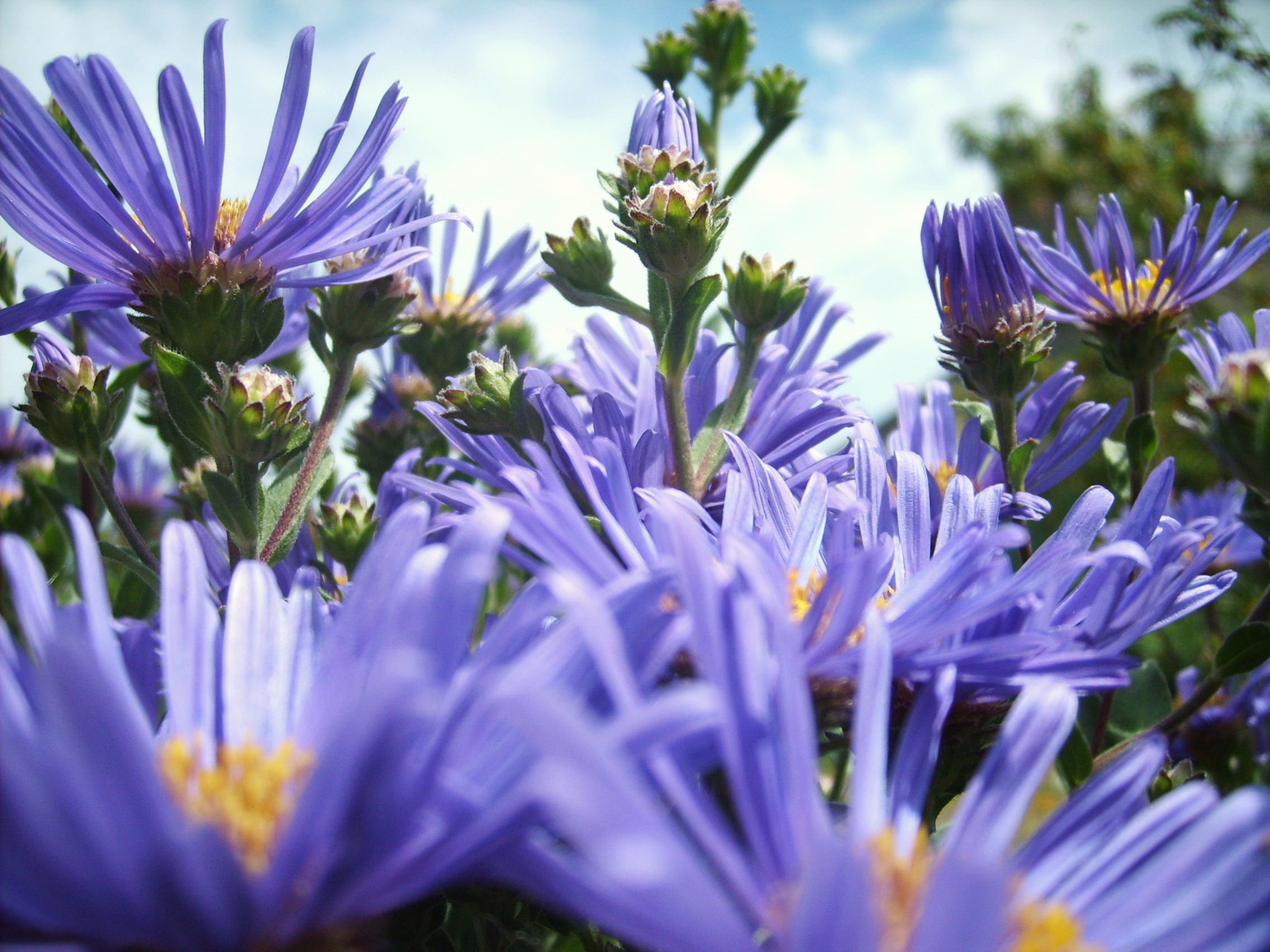 Fonds d'cran Nature Fleurs fleurs