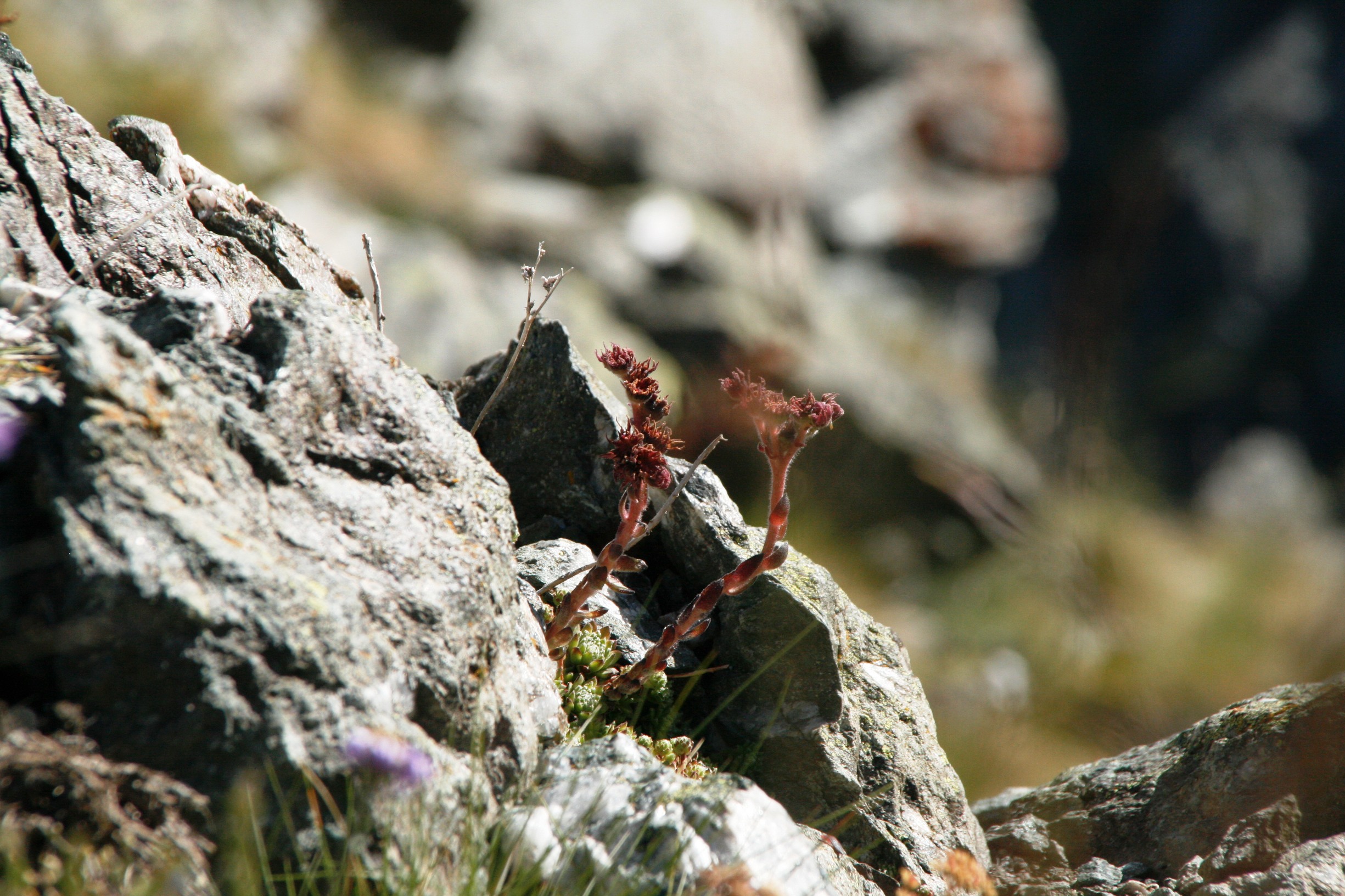 Fonds d'cran Nature Fleurs Fleur dans rocher