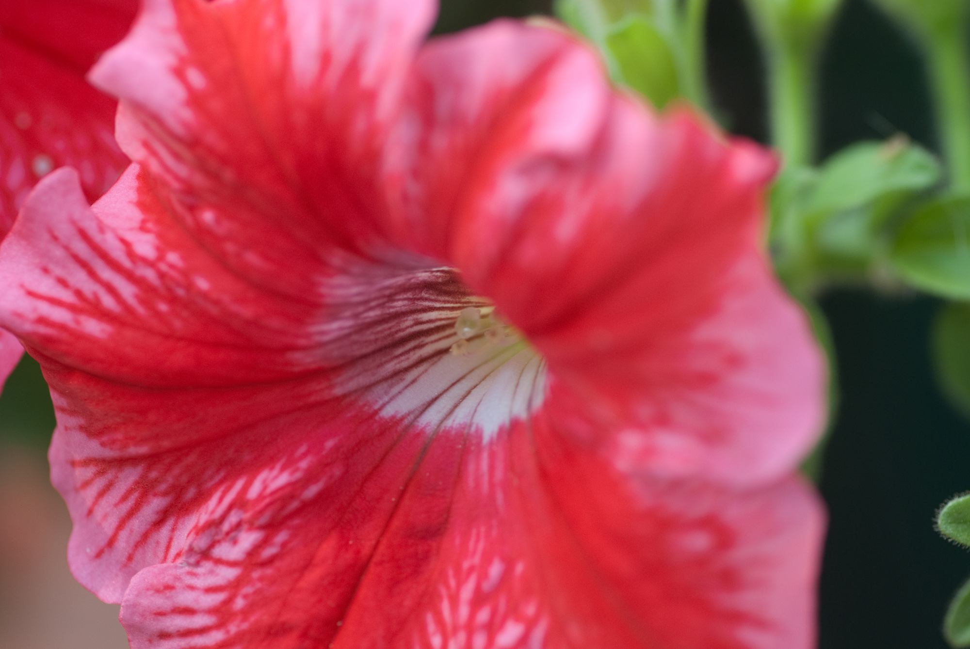 Fonds d'cran Nature Fleurs fleurs en macro