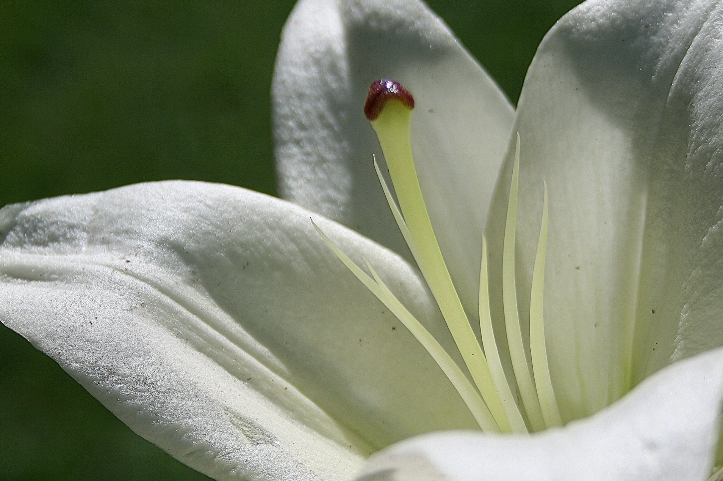 Fonds d'cran Nature Fleurs Coeur de Lys blanc