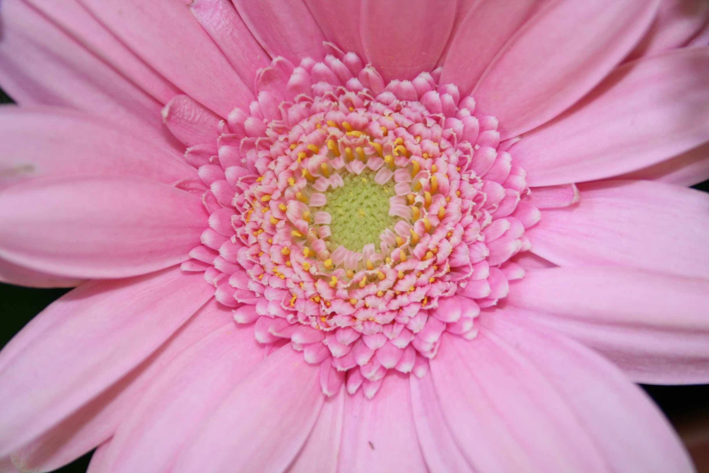 Wallpapers Nature Flowers En rose tendre