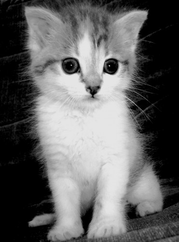 Fonds d'cran Animaux Chats - Chatons Aily's cat