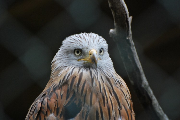 Fonds d'cran Animaux Oiseaux - Aigles Aigle