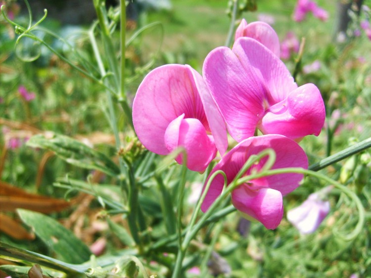 Fonds d'cran Nature Fleurs pois de senteur