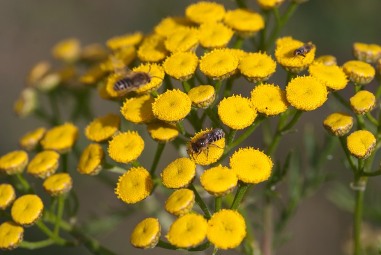 Wallpapers Nature Flowers abeille butinant sur un groupe de belles petites fleurs jaunes