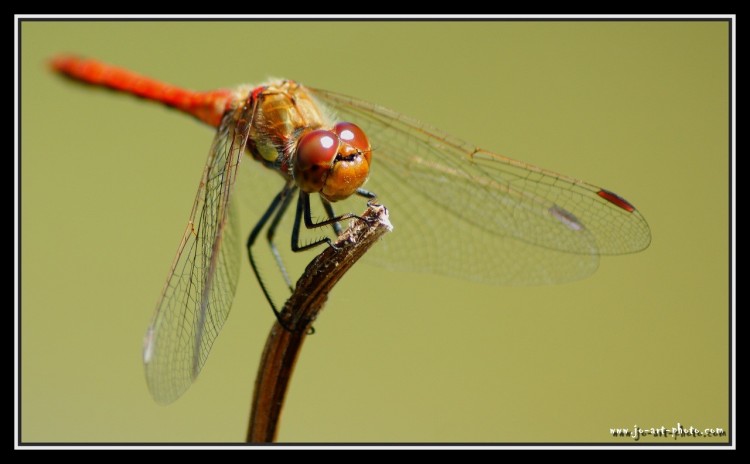 Wallpapers Animals Insects - Dragonflies Red libellule