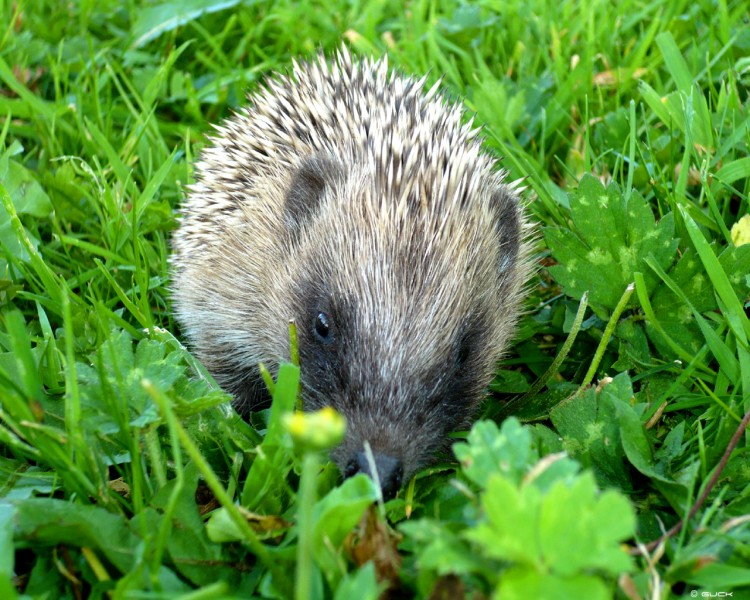 Wallpapers Animals Hedgehogs Hrisson