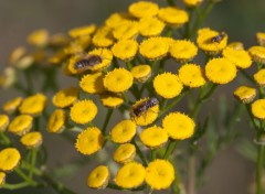 Wallpapers Nature abeille butinant sur un groupe de belles petites fleurs jaunes