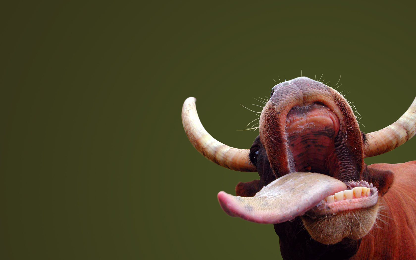 Fonds d'cran Animaux Vaches - Taureaux - Boeufs Petite vache