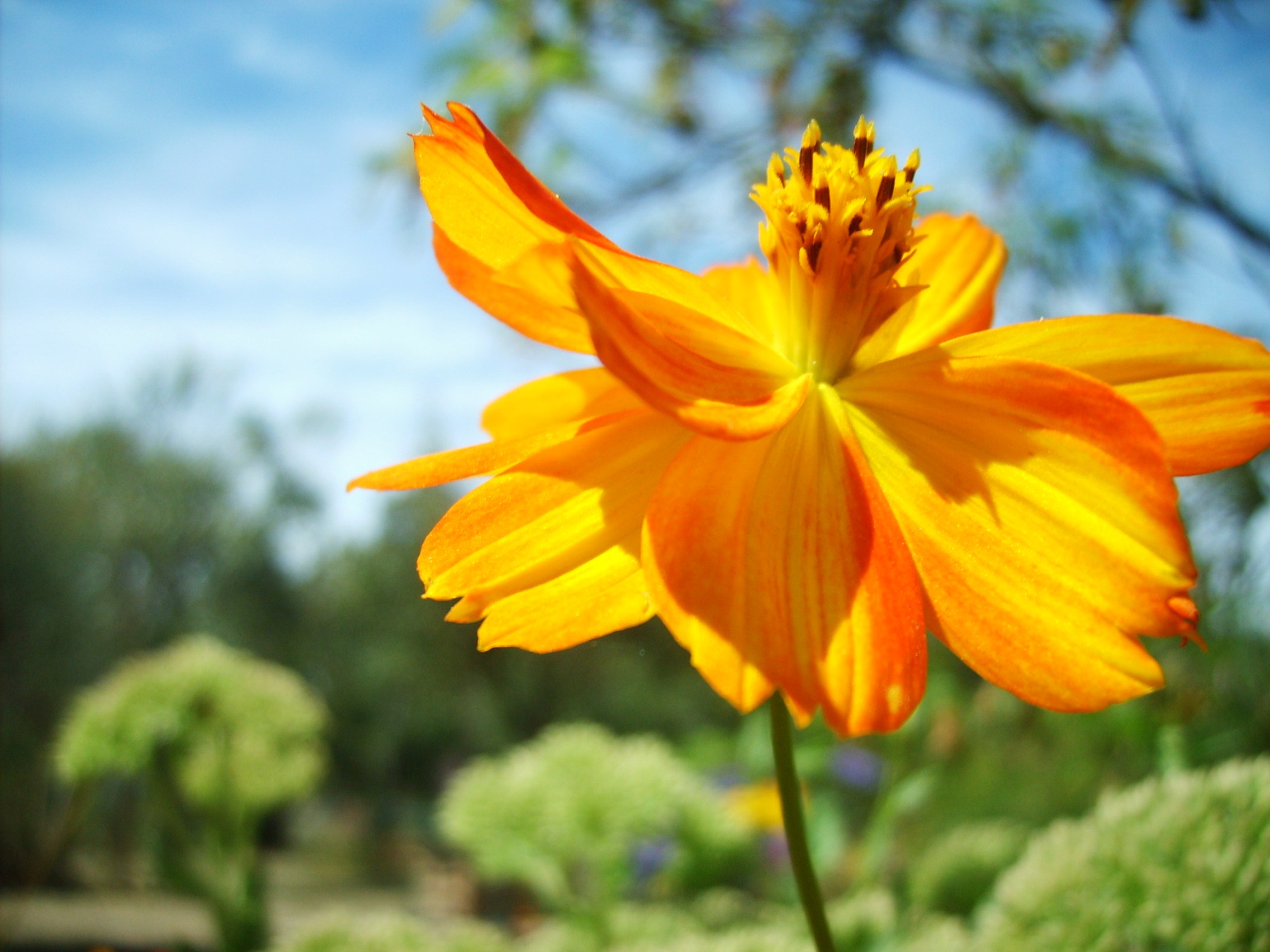 Wallpapers Nature Flowers danseuse jaune