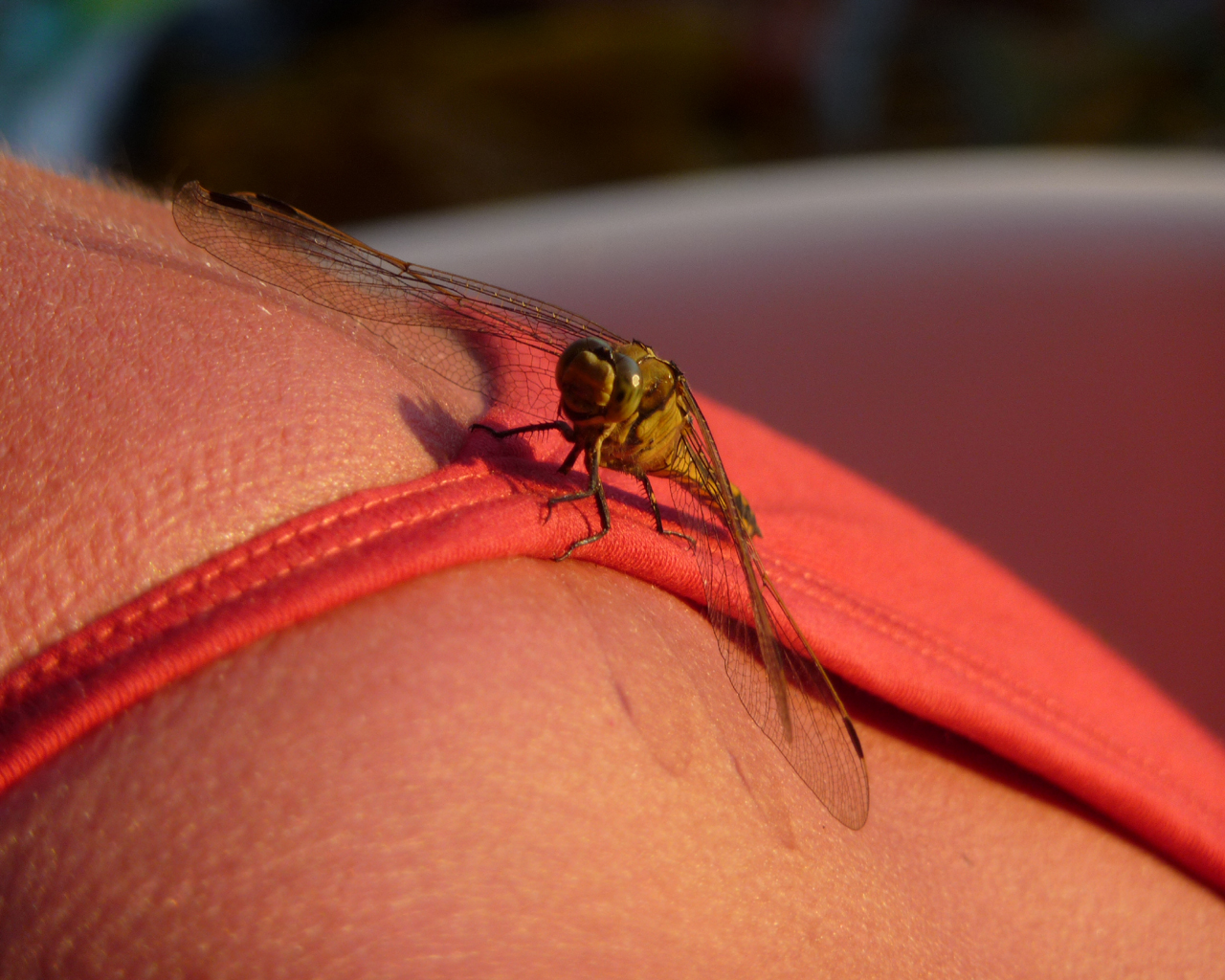 Fonds d'cran Animaux Insectes - Libellules Camargue - Libellule